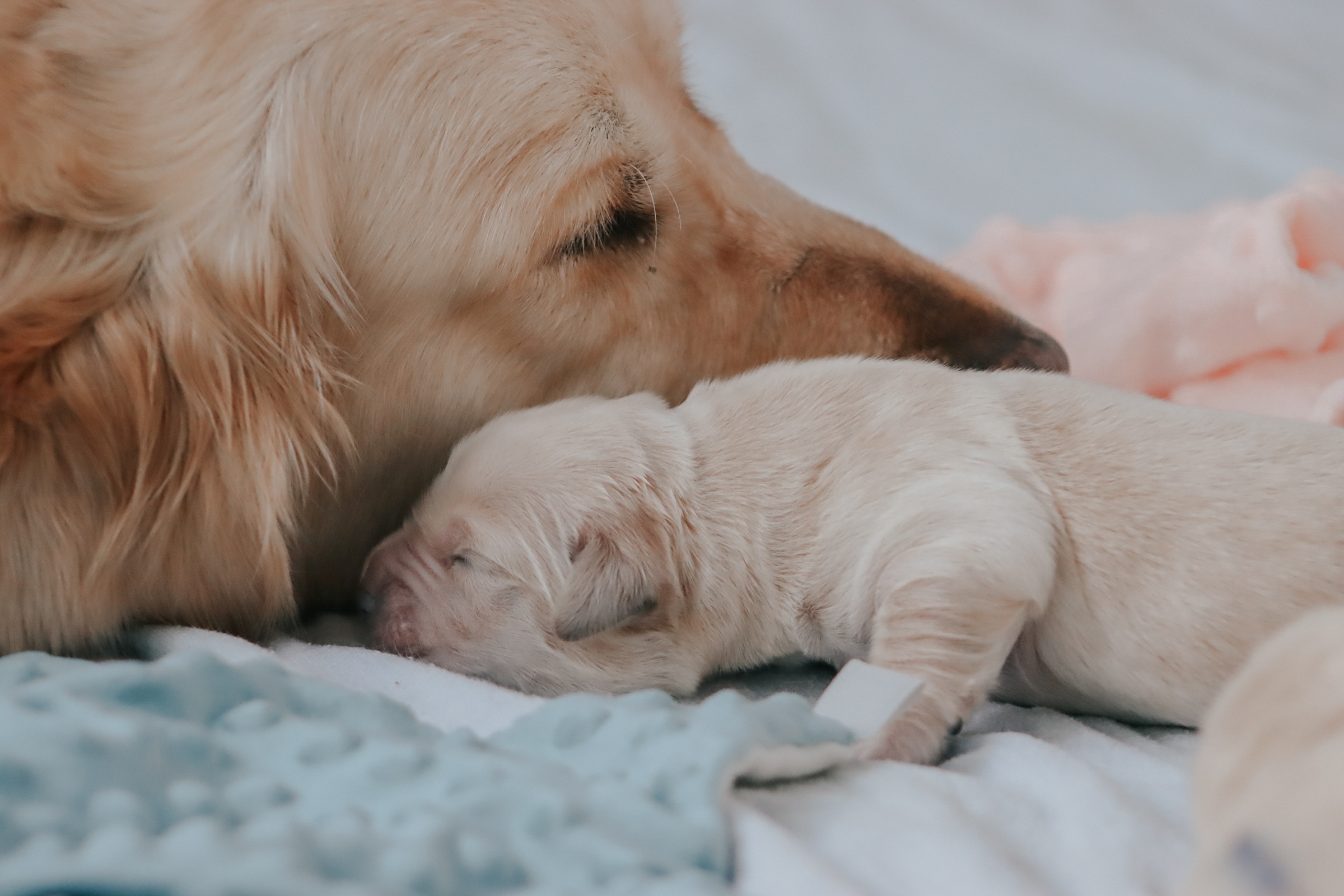 Asistencia y apoyo funerario para mascotas